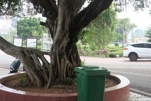 湛江盘根错节的街边大树