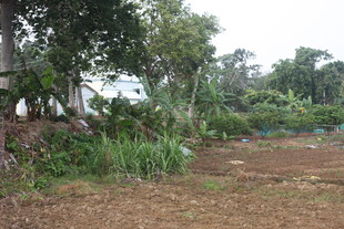 湛江乡村田园景象