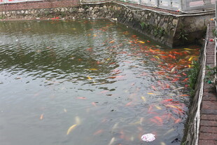 湛江池塘中游动的多彩锦鲤