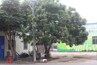 湛江户外树木场景一角