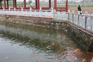 湛江池塘畔漫步赏锦鲤场景