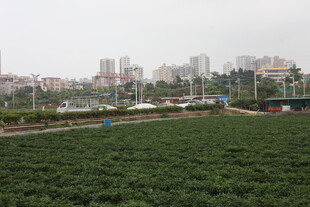 湛江城市边的葱郁绿植田