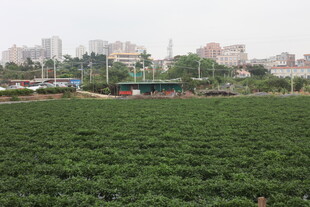 湛江城市边的大片绿色农田