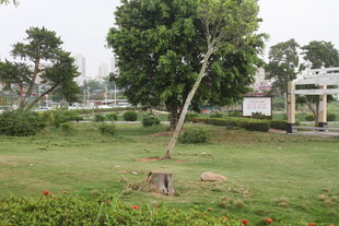 湛江公园草地中的孤树