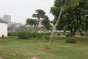 湛江城市中的绿地与树木景观