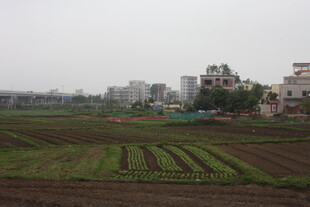 湛江城郊农田与远处建筑景观