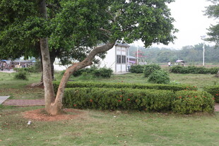 湛江公园绿意盎然的景观角落