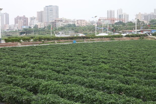 湛江城市边的大片绿色茶园