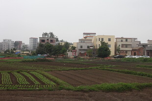 湛江城郊农田与建筑景观