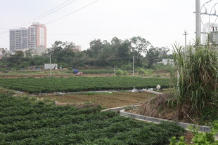 湛江城郊农田风光