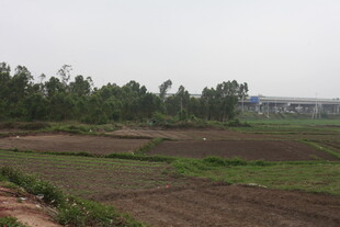 湛江乡村田野风光景色