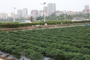 湛江城市边的绿色农田景观