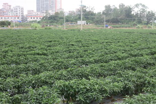 湛江绿色农田绿意盎然