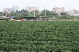 湛江城郊绿色农田风光
