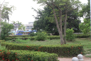 湛江城市中的静谧花园景观