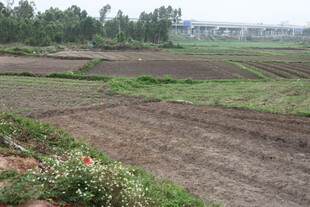 湛江乡村田野风光