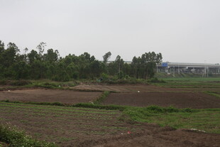 湛江田野风光 绿意盎然的农田