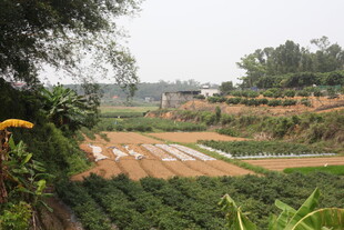 田园风光中的农田景致