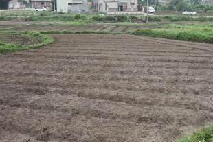 农田景象 土地平整待耕种