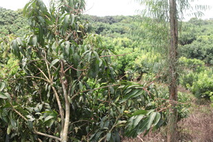 繁茂山林绿植景观