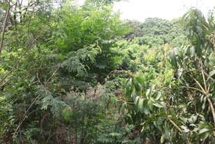 茂密丛林绿意盎然