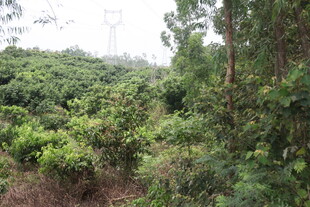 绿意盎然的繁茂山林景色