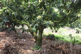 繁茂大树下的自然景象