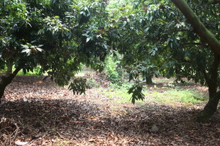 繁茂果园 绿意盎然的果树