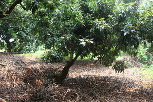 果园中的繁茂果树