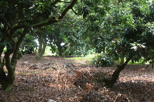 林间繁茂树木与地面景象