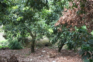 湛江繁茂果园景象