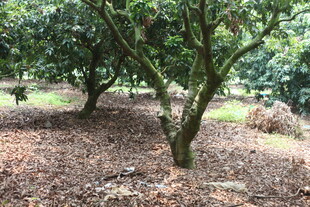 果园中的繁茂果树