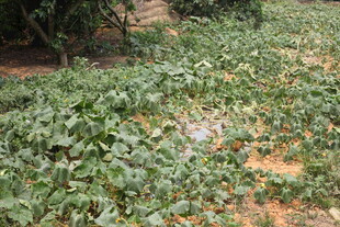 湛江绿意盎然的植物田地