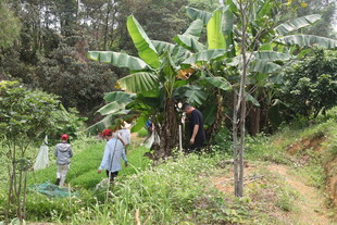 湛江山林间的人群与繁茂植物