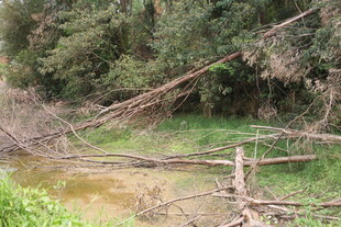 林间泥泞小溪与枯木景象