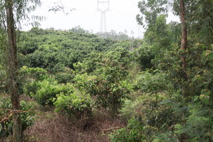 湛江茂密山林绿意盎然