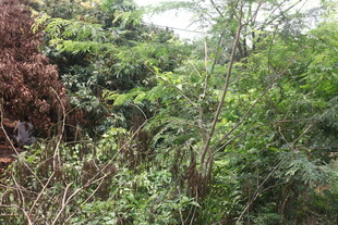 湛江繁茂山林绿植景观