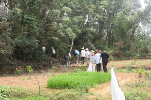 湛江户外林地中的人群活动