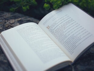 翻开的书页与绿意相伴