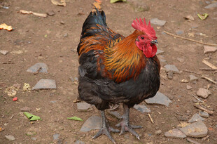 昂首挺立的五彩公鸡