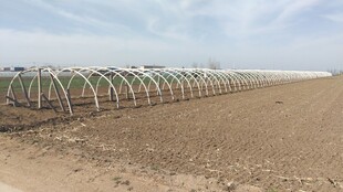 大棚之露天棚支撑