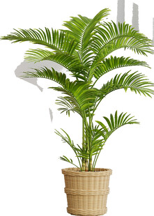 室内棕榈盆栽植物
