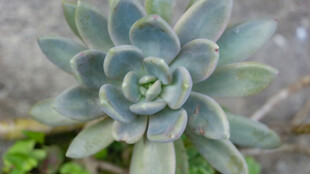 蓝绿色多肉植物特写