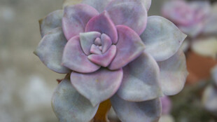 梦幻紫多肉植物特写