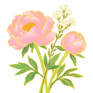 粉色芍药花卉插画
