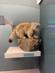 展示架上的猫科动物 兔狲