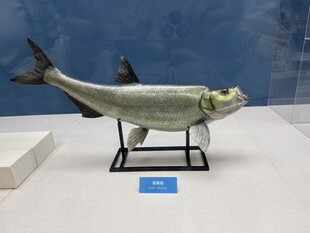 翘嘴 展示