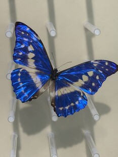 蓝色蝴蝶标本展示