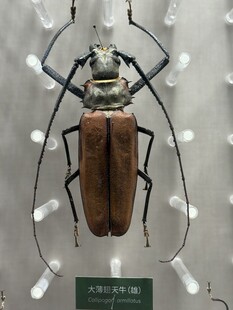 大型甲虫标本展示 天牛