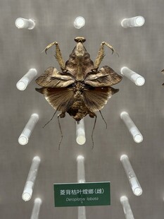 奇特昆虫标本展示